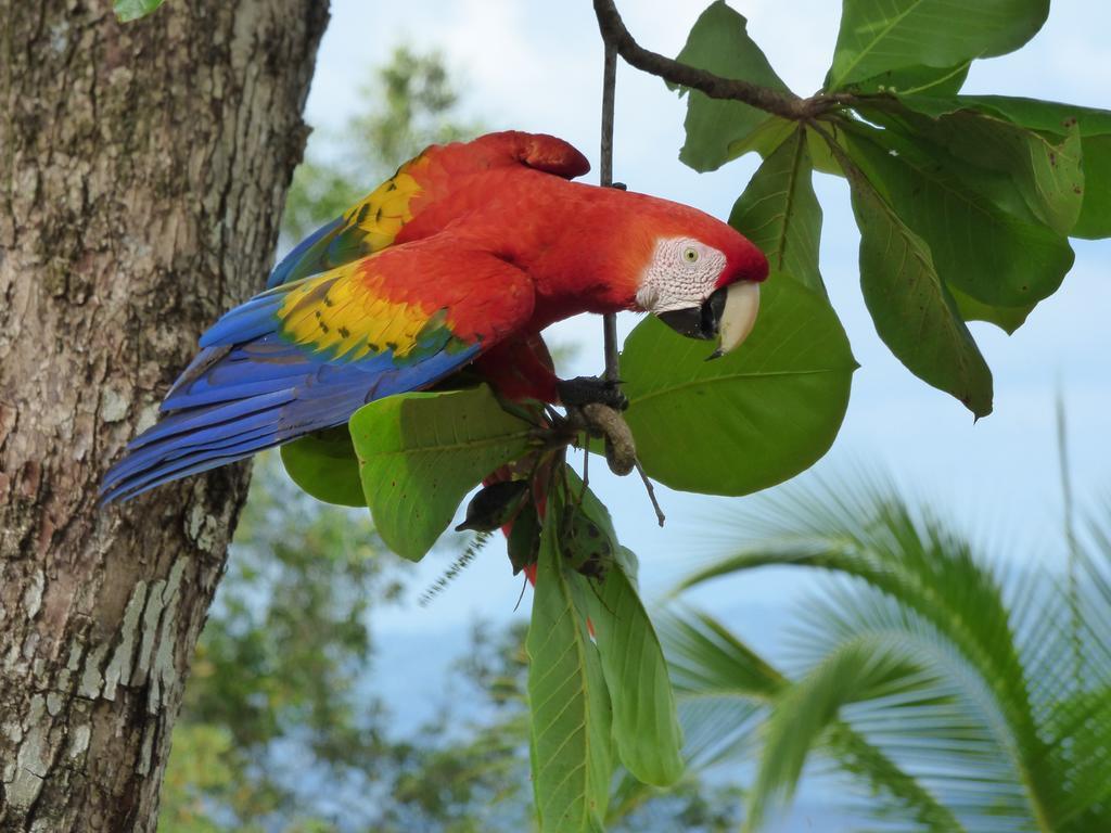 Corcovado Beach Lodge Puerto Jiménez 外观 照片
