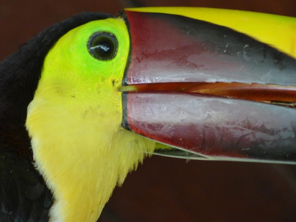 Corcovado Beach Lodge Puerto Jiménez 外观 照片