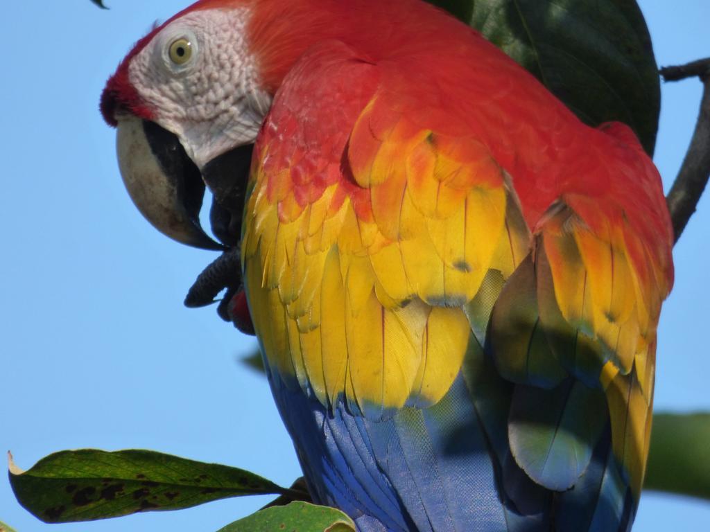 Corcovado Beach Lodge Puerto Jiménez 外观 照片