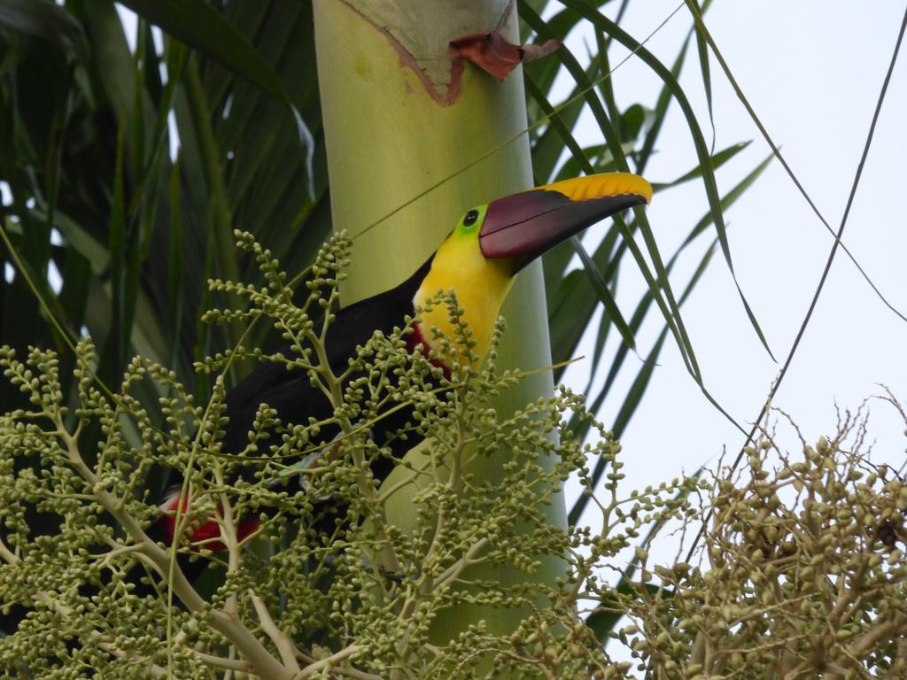 Corcovado Beach Lodge Puerto Jiménez 外观 照片