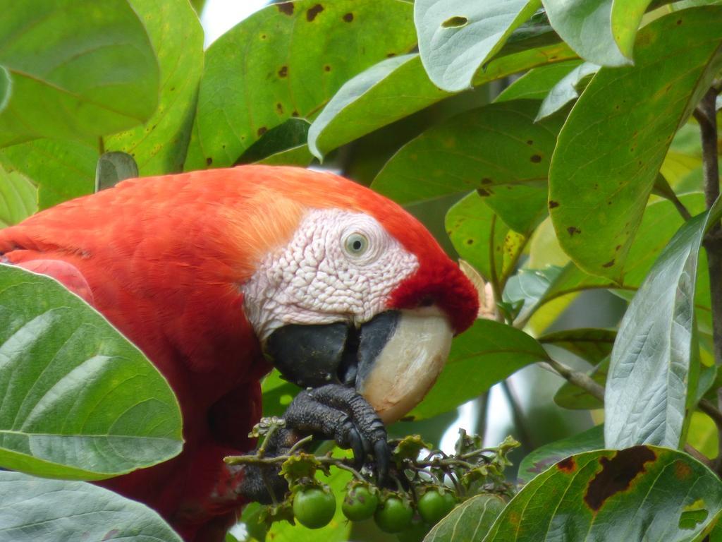 Corcovado Beach Lodge Puerto Jiménez 外观 照片