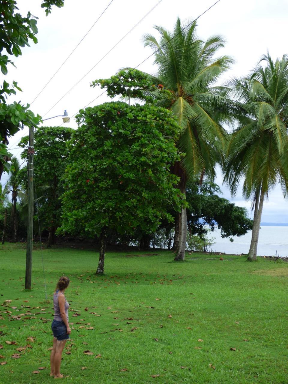 Corcovado Beach Lodge Puerto Jiménez 外观 照片